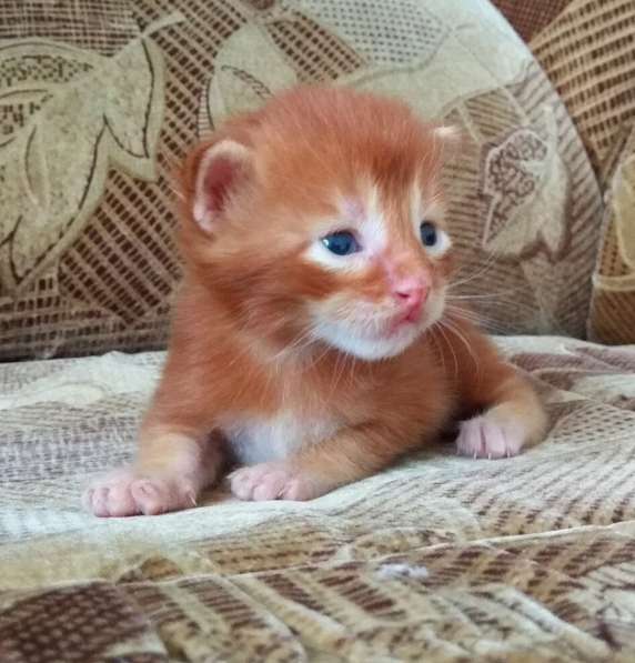 Котята Мейн Кун из питомника в Тольятти фото 7