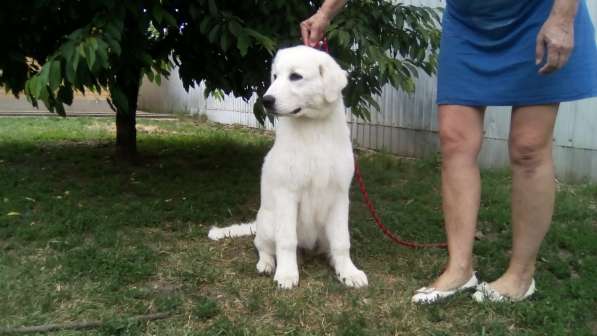 Щенки Мареммо-Абруцкая Овчарка в Краснодаре фото 13