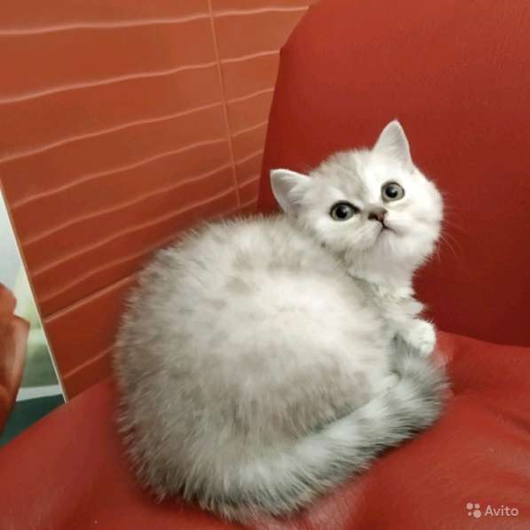 Шотландская серебряная девочка