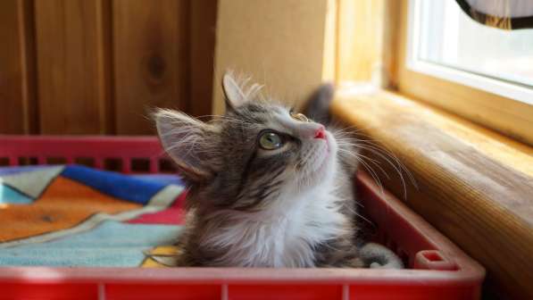 Невероятный красавец котенок Давид ищет дом в Жуковском фото 4