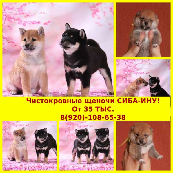 Шикарные сиба-ину