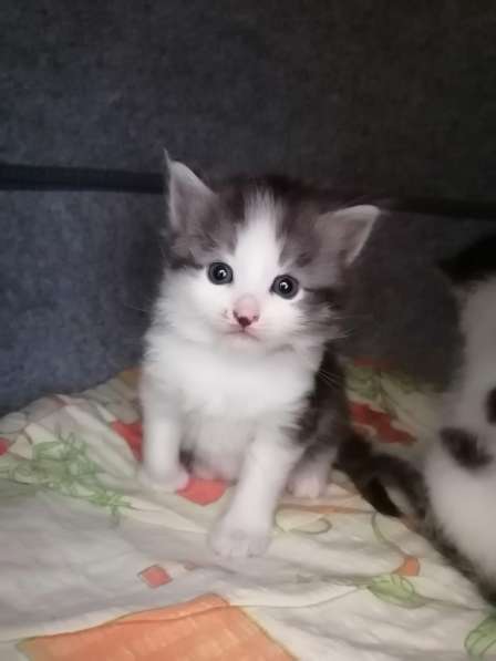 Котенок в Москве фото 10