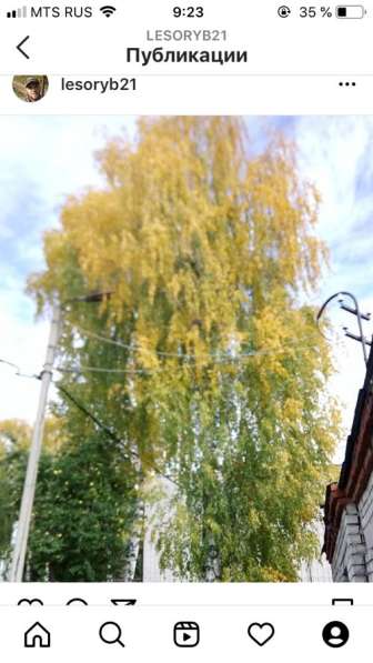 Спил деревьев в Москве фото 6