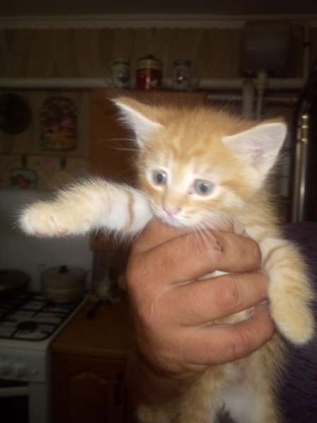 Котята в добрые руки в Стерлитамаке фото 4