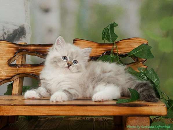 Сибирский котенок, девочка в Москве фото 4