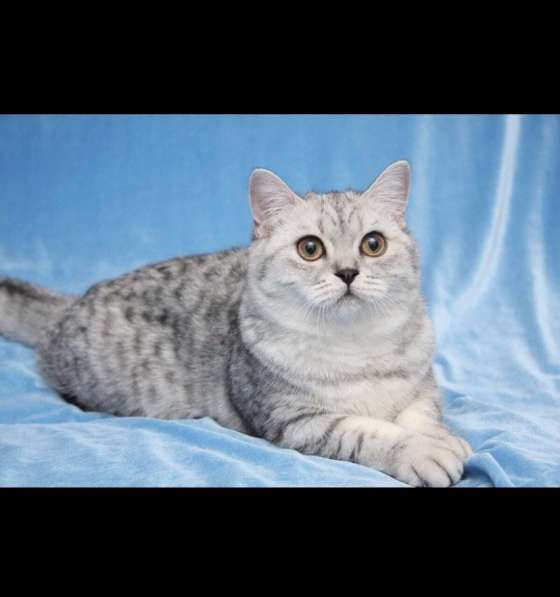 Шикарные шотландские котята в Симферополе фото 19