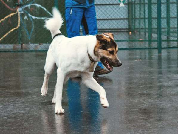 Молодой, крупный, воспитанный пес Тарзан в добрые руки в Москве фото 4
