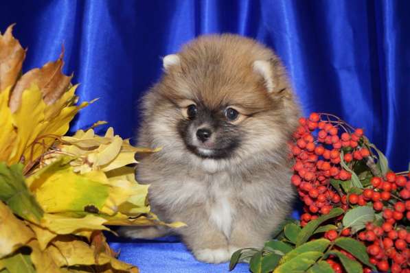 Шпицы мальчики и девочки в Москве фото 7