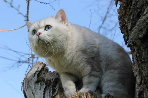 Британские котята с родословной в фото 13