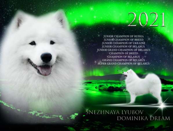 Щенки самоеда в фото 3