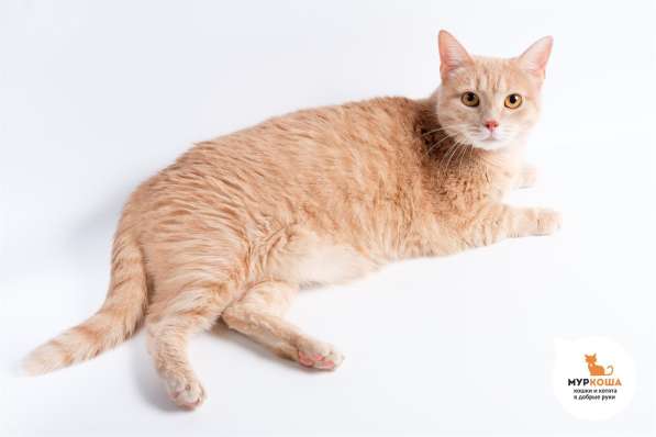 Славный Мартик ищет верного друга в Москве фото 3