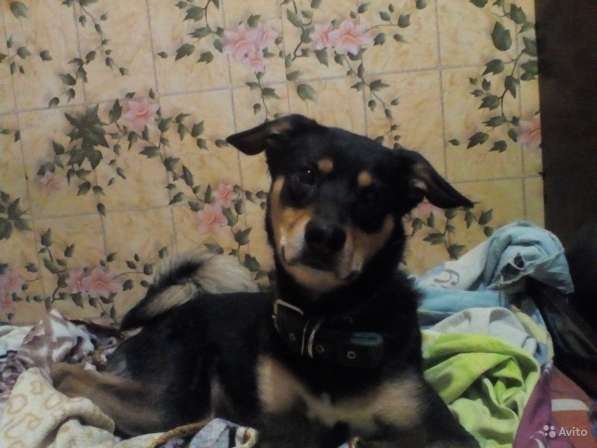 Отдаем щенят в хорошие руки в Новокузнецке фото 7