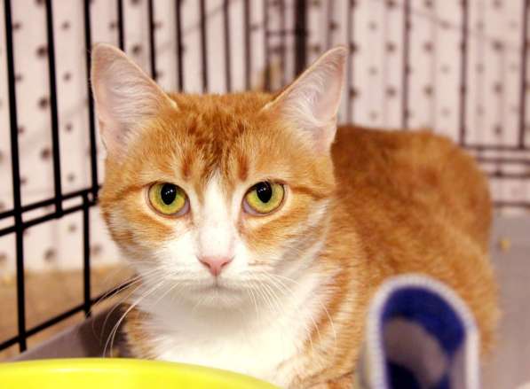 Ласковая Шелли ищет доброго друга