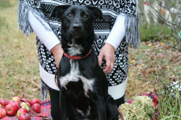 Красивая собака в ответственные руки в Электрогорске фото 7