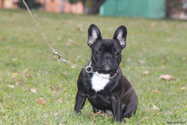 Французский бульдог подрощенная девочка в Москве фото 8