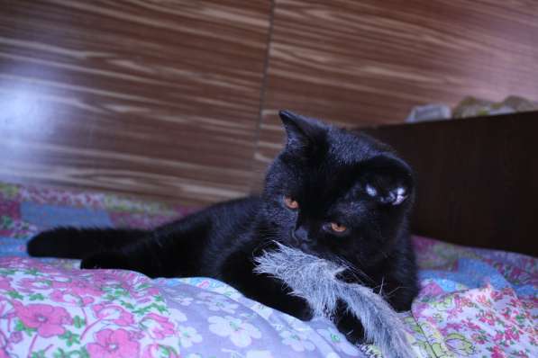 Черный британский кот в Москве фото 3