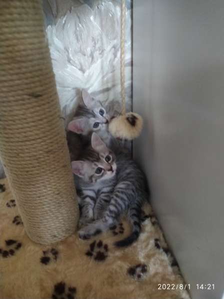 Котята в добрые руки в Кольчугине фото 9