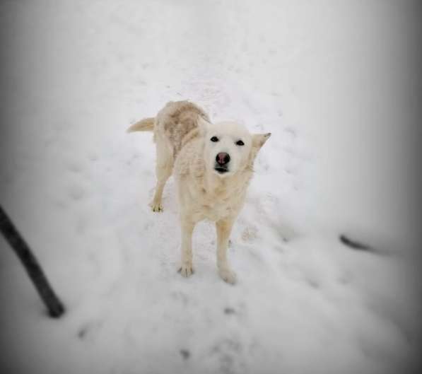 Старенькая белая собака ищет дом в Санкт-Петербурге фото 4