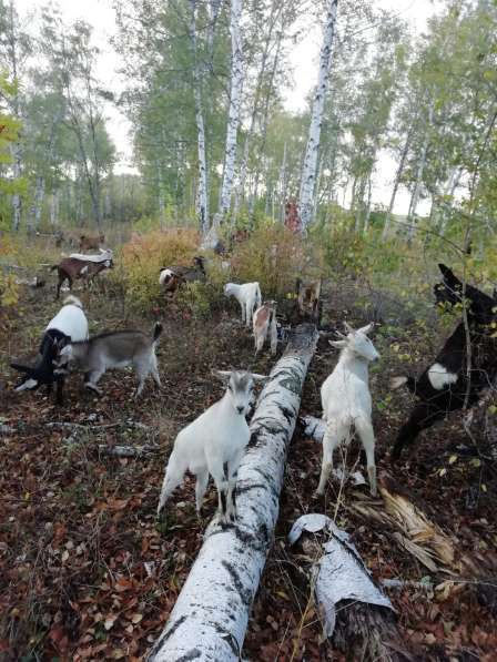 Продаются козлята зааненской и нубийской 50% породы в Воронеже