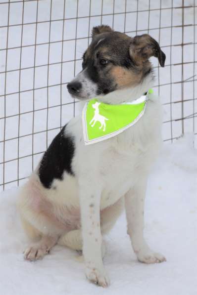 Трогательный щенок Санта ищет семью! в Москве фото 11