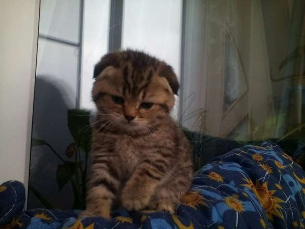 Кот на вязку-1500 котята от 2000 в Костроме фото 3