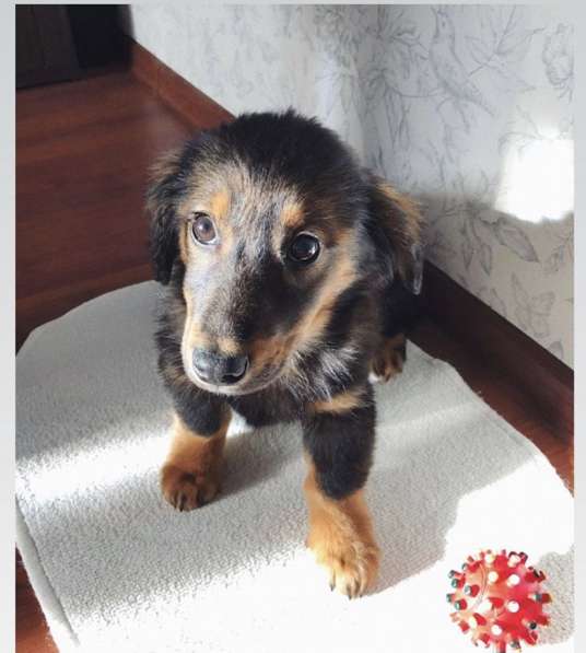 В добрые ручки в Москве