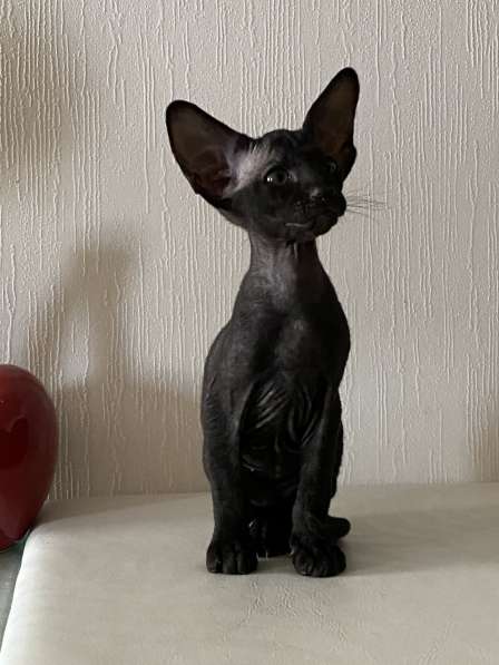 Peterbald