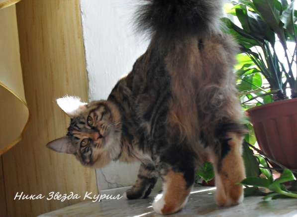 Высокопородные котята - кошечки Курильского бобтейла в Иркутске фото 4