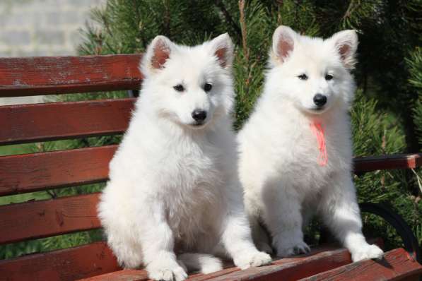 Щенки БШО в Москве фото 24