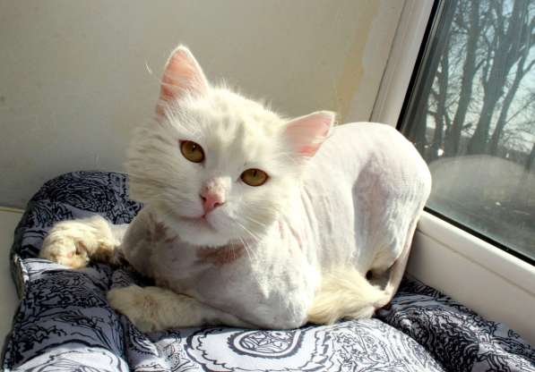 Кот в добрые руки. Пушистый Амур в Калуге фото 30