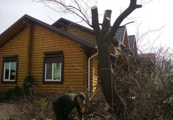 Устранение спиливанием старых деревьев в Москве