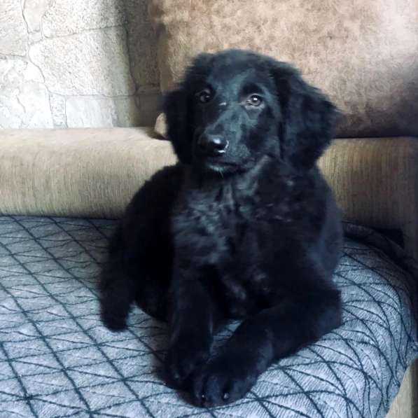 Ховаварт в Москве фото 6