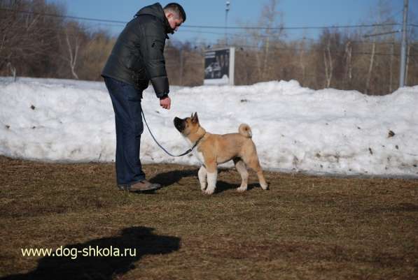 Дрессировка - Школа для собак и владельцев в Москве фото 3