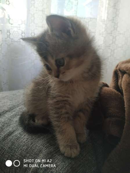 Шотландские котята в Москве фото 25