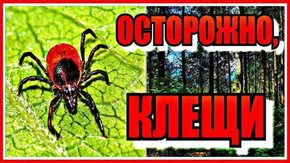 Акарацидная обработка от клещей