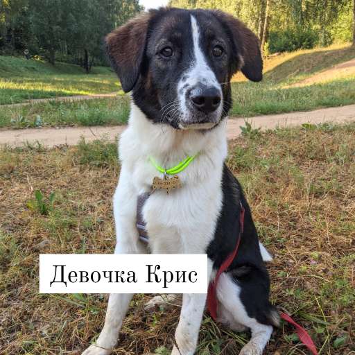 Замечательные щенки ищут хозяев в Москве