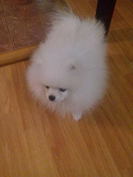 Померанские шпицы в фото 6