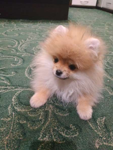 Маленькие живые мишки девочки 3месяца в фото 27