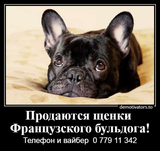Очаровательные щеночки французского бульдога в фото 12