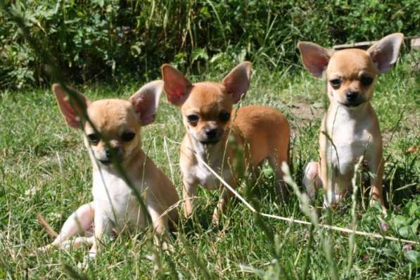 Продам замечательных щенков чихуахуа в Красноярске фото 7