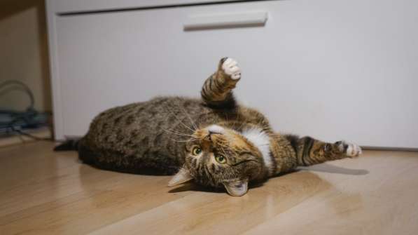 Вальяжный Боб в Москве фото 24