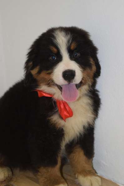 Счастье ищет дом в Перми фото 10