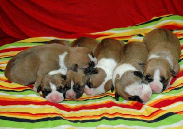 Щенки Американского стафф терьера в Санкт-Петербурге фото 3