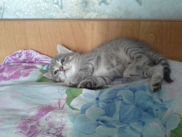 Милые котята ждут хозяина в Новокузнецке фото 4