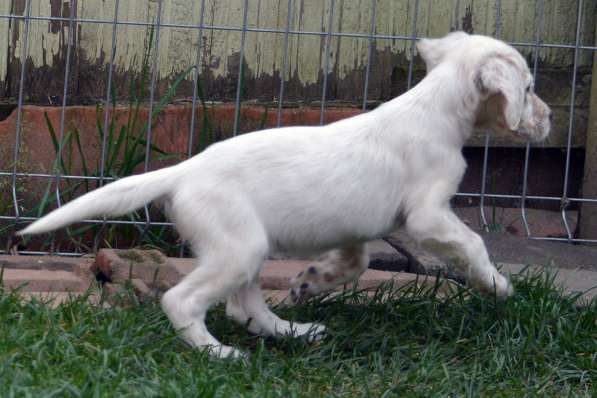 Английский сеттер щенки из элитного питомника в Москве фото 157