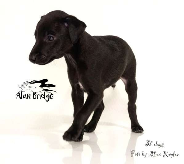 Piccolo levriero italiano в Москве