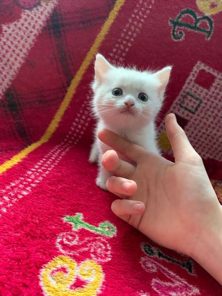 Отдаю котят в добрые руки в Волгограде фото 3