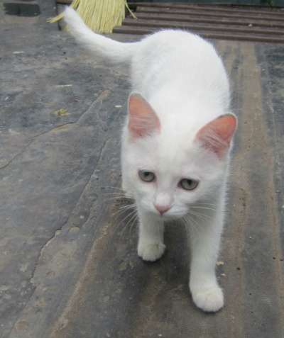 Котенок-девочка беленькая пушистая