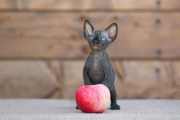 Роскошные из питомника котята Эльф, Бамбино, сфинкс в Ижевске фото 13