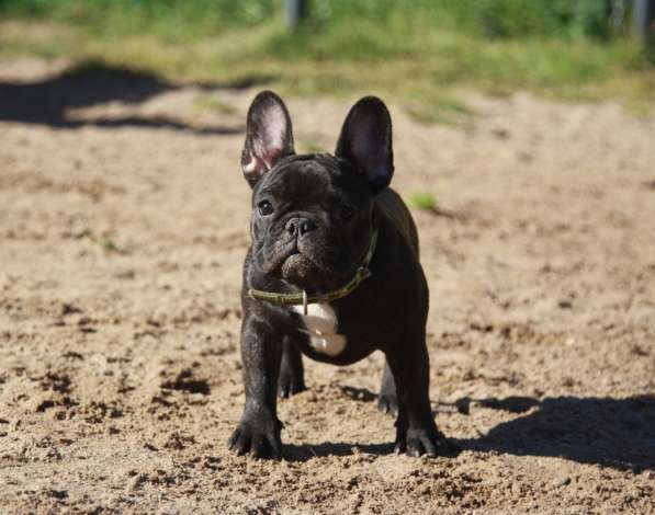 Французский бульдог подрощенные тигровые девочки в Москве фото 5